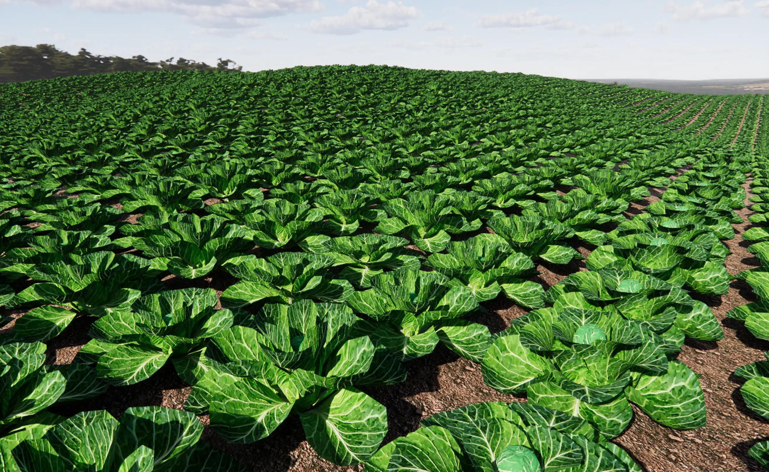 Wide Cabbage Field 2 Types Collection (3D Illustrated Style)