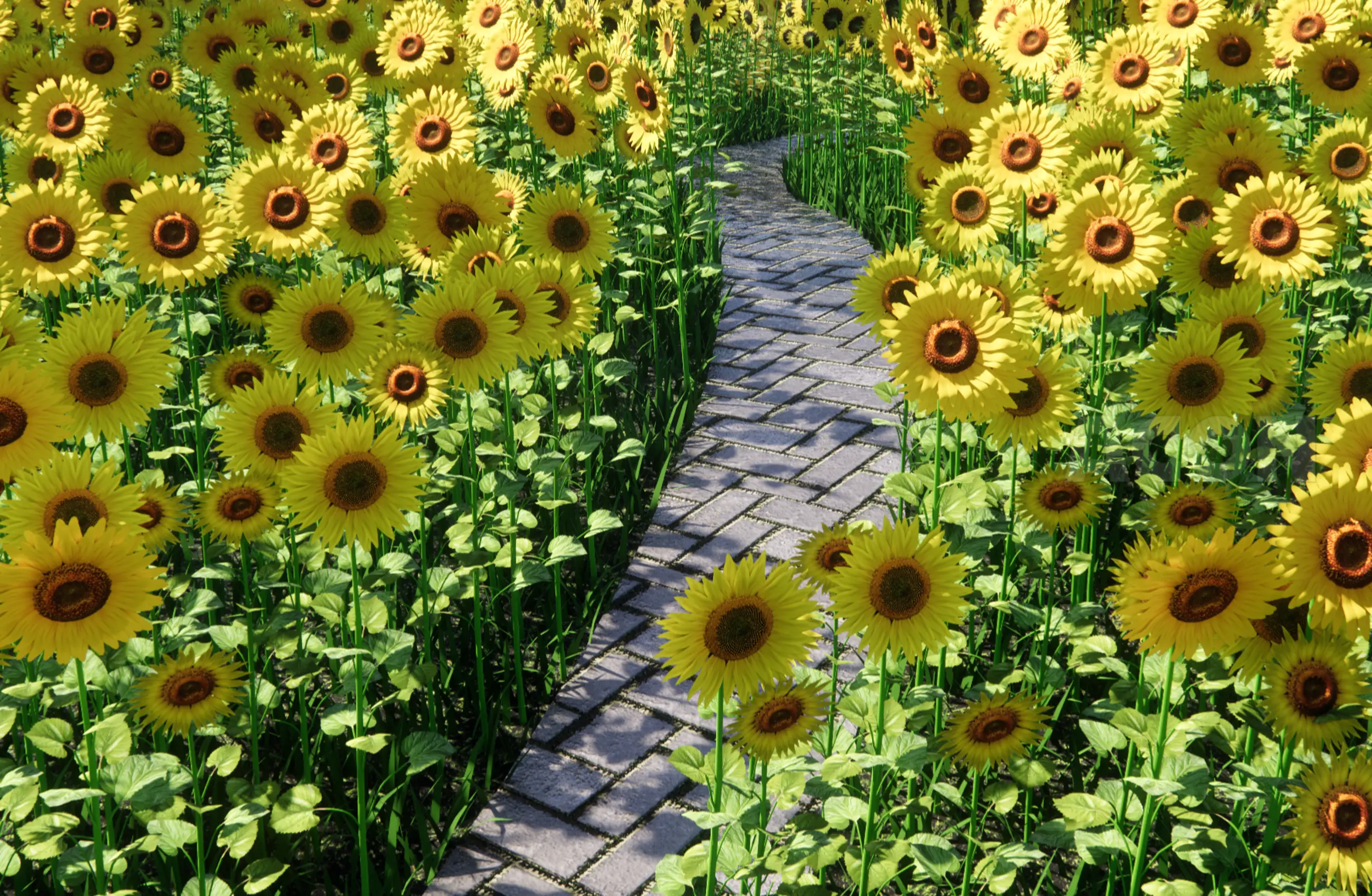 花木系列- 向日葵花园(Sunflower Trail)