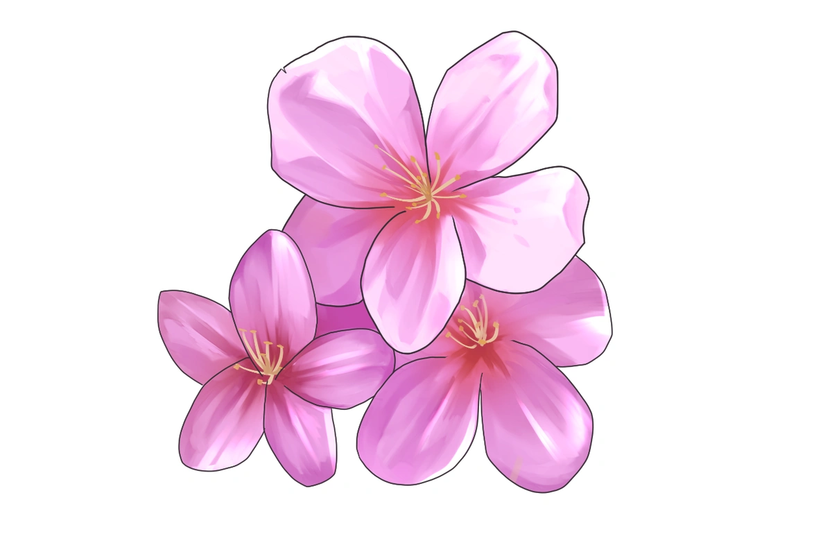 Cherry Blossoms