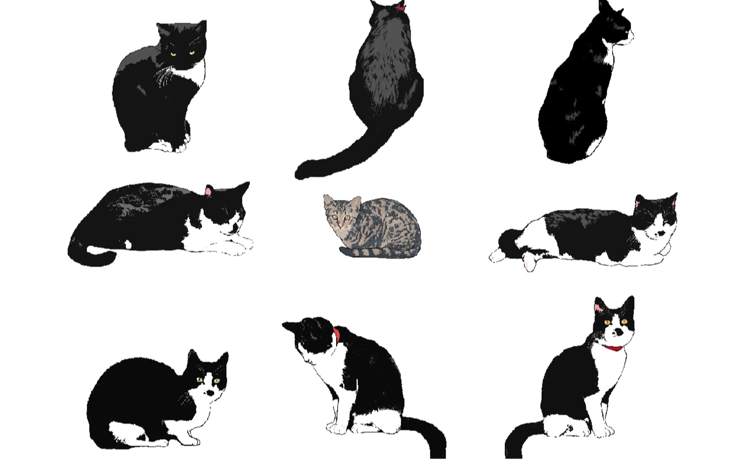 正面からちらっと見た猫のエクストラ25種