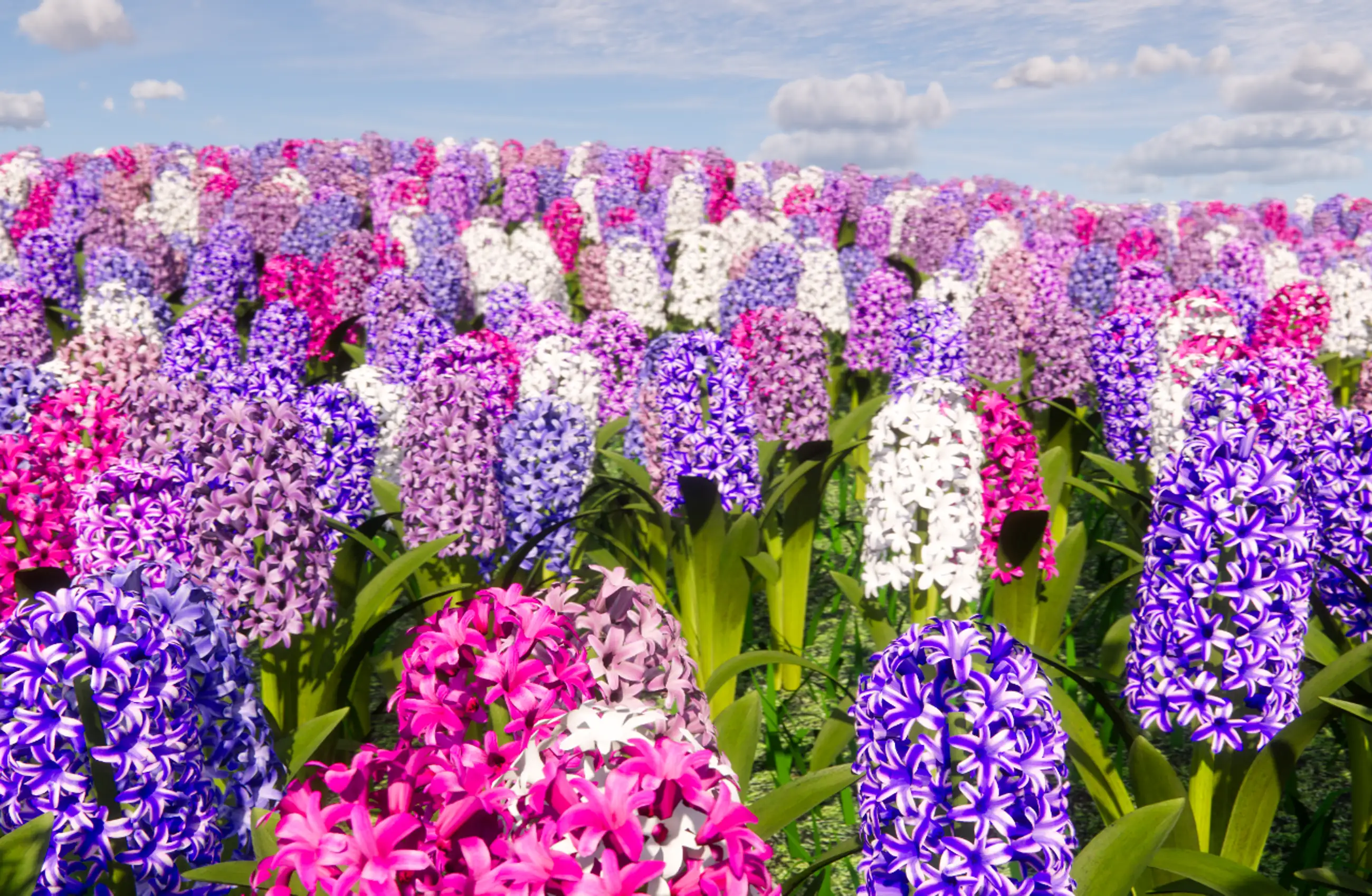 Flower and Tree Series - Hyacinth Flower Garden (Video)