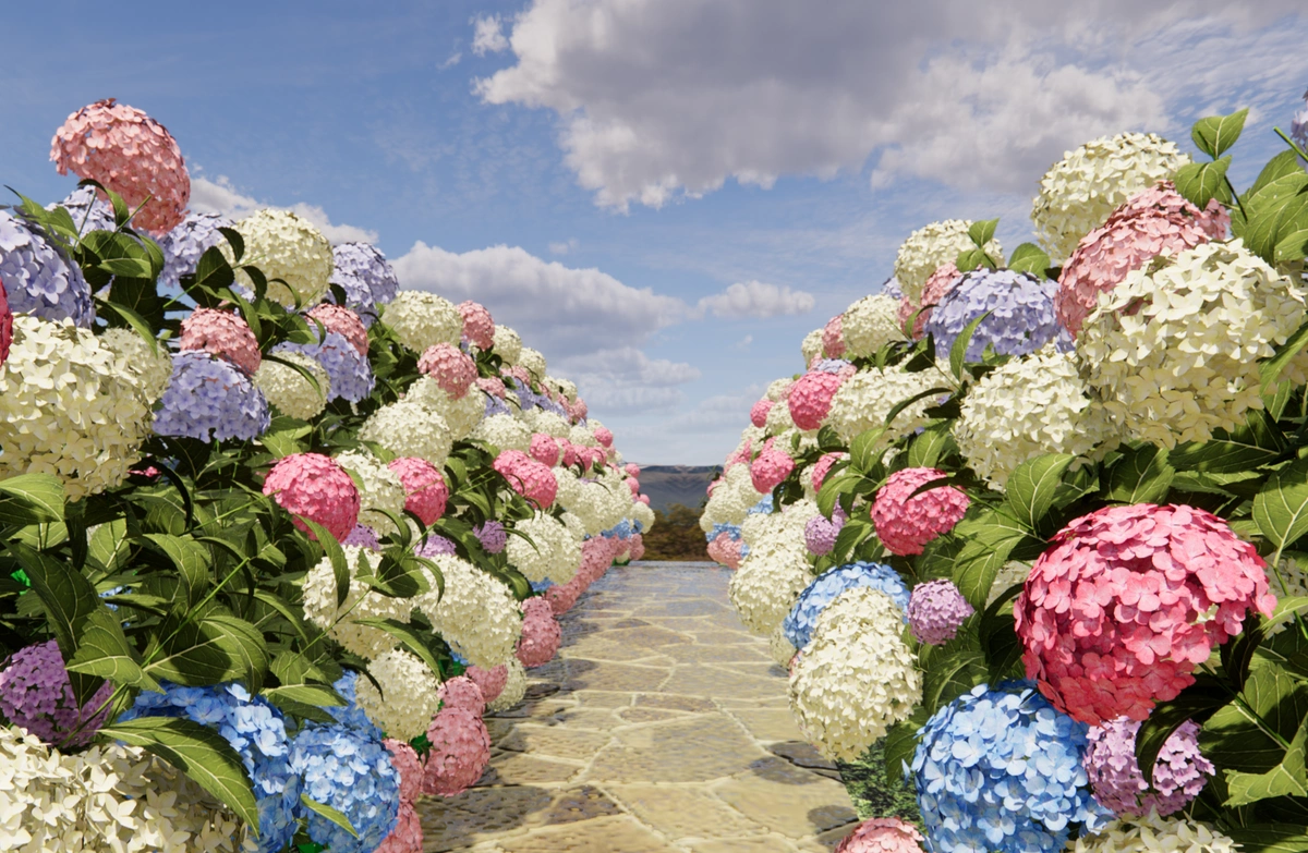 Flower and Tree Series - Hydrangea Flower Road-02 (Hydrangea Flower Road)