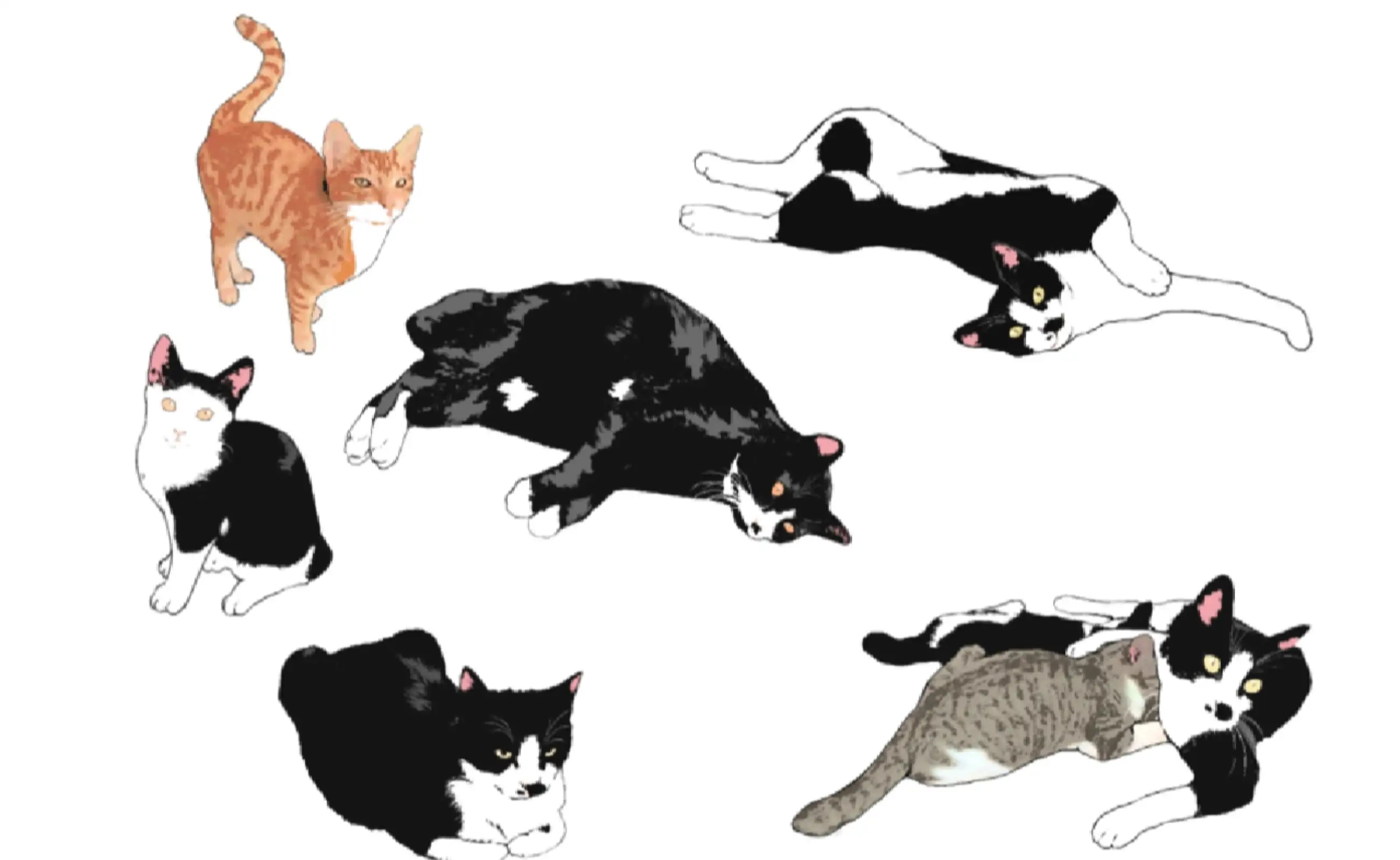 正面から見た猫 エクストラ21EA