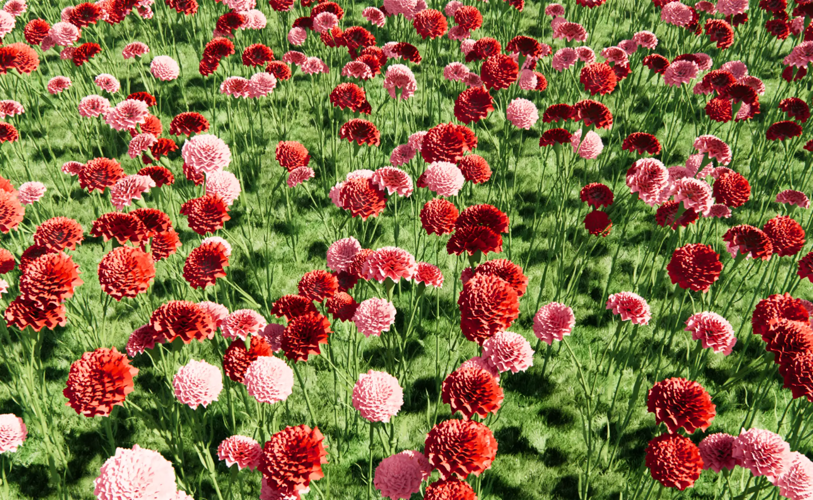 Carnation Flower Garden (3D Illustrated Style)